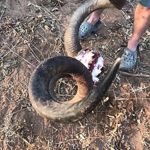 Hunting Kudu in ZImbabwe