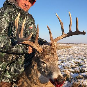 Montana whitetail