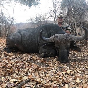 Cape Buffalo, Zimbabwe 2018