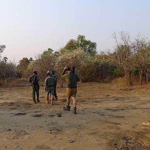 Tracking Impala Zimbabwe