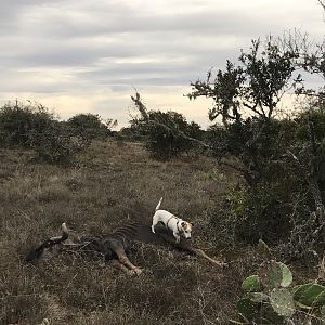 South Africa Hunt Blue Wildebeest