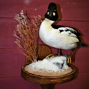 Goldeneye Duck Full Mount Taxidermy