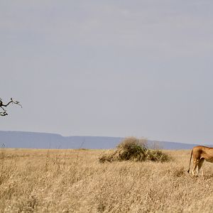 Lioness in the Serengeti National Park Tanzania