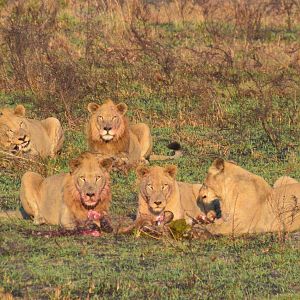 Twenty Four Lions reintroduced to Zambeze Delta of Mozambique