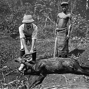 Cameroon Hunting Bushbuck