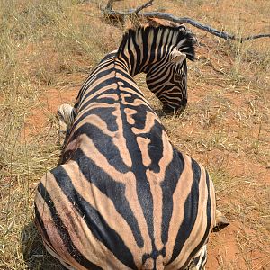 Hunting Burchell's Plain Zebra in Namibia