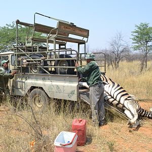 Namibia Hunting Burchell's Plain Zebra