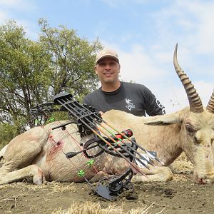 South Africa Bow Hunting White Blesbok