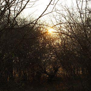 Hunting for Elephant in Namibia