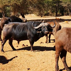 Cape Buffalo in South Africa