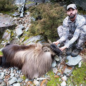 New Zealand Hunting Tahr