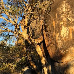 Tree in a rock in Zimbabwe