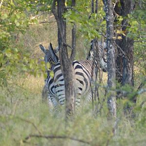 Burchell's Plain Zebra Zimbabwe