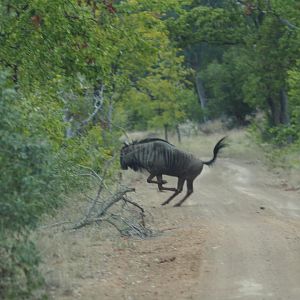 Blue Wildebeest Zimbabwe