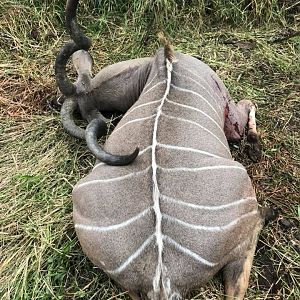 Zimbabwe Hunt Kudu