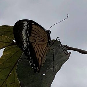 Butterfly Zimbabwe