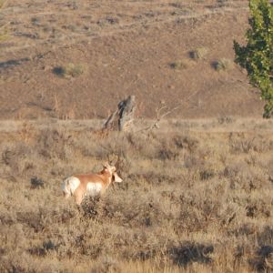 Pronghorn Wyoming USA