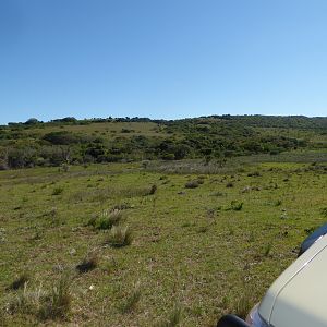 Hunting Oribi in South Africa