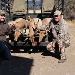 Impala Hunting South Africa