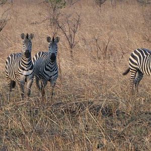 Plains Zebra in Tanzania