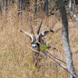 Roan in Tanzania