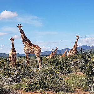 Giraffe in South Africa