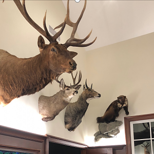 Trophy Room