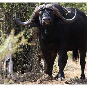 Cape Buffalo South Africa