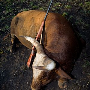 Australia Hunting Scrub Bull