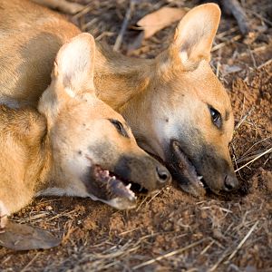 Dingo Hunting Australia