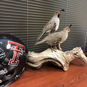 Gambel's Quail Fill Mount Taxidermy