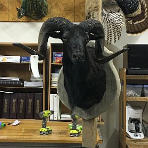 Corsican Sheep Shoulder Mount Taxidermy