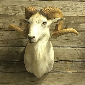 Texas Dall Sheep Shoulder Mount Taxidermy