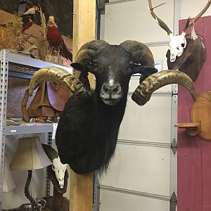 Corsican Sheep Shoulder Mount Taxidermy