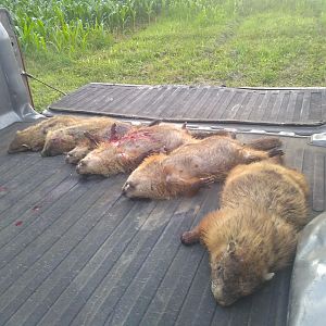 Hunting Groundhogs