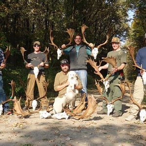 Fallow Deer Hunt Romania