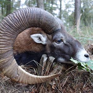 Mouflon Hunting Poland