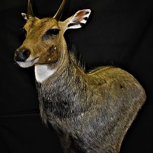 Nilgai Shoulder Pedestal Mount Taxidermy