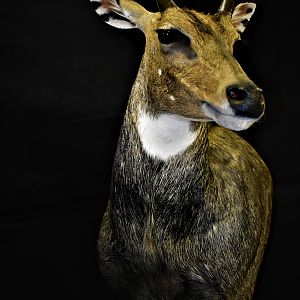 Nilgai Shoulder Pedestal Mount Taxidermy