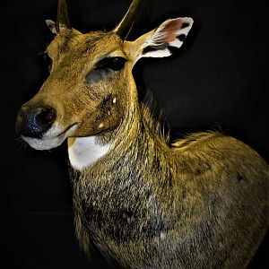 Nilgai Shoulder Pedestal Mount Taxidermy