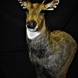 Nilgai Shoulder Pedestal Mount Taxidermy