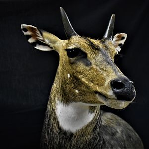 Nilgai Shoulder Pedestal Mount Taxidermy