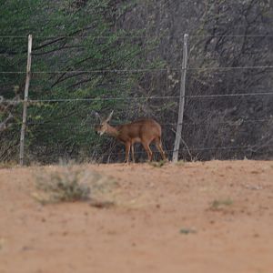 Steenbok ram feeding on the edge of the bush