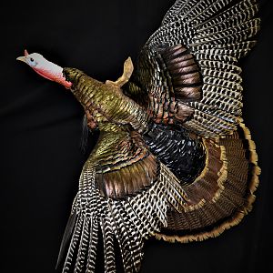 Turkey Full Mount Taxidermy