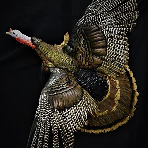 Turkey Full Mount Taxidermy