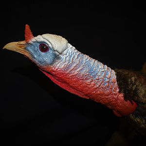 Turkey Full Mount Taxidermy Close Up