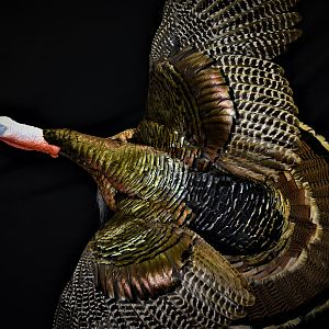 Turkey Full Mount Taxidermy