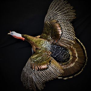 Turkey Full Mount Taxidermy