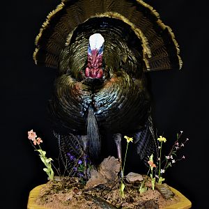 Turkey Full Mount Pedestal Taxidermy