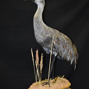 Sandhill Crane Full Mount Pedestal Taxidermy